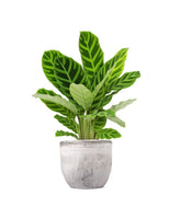 Calathea Zebrina