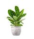 Calathea Zebrina