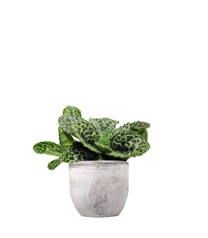 Streptocarpus Pretty Turtle