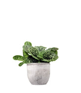 Streptocarpus Pretty Turtle