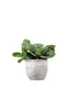 Streptocarpus Pretty Turtle