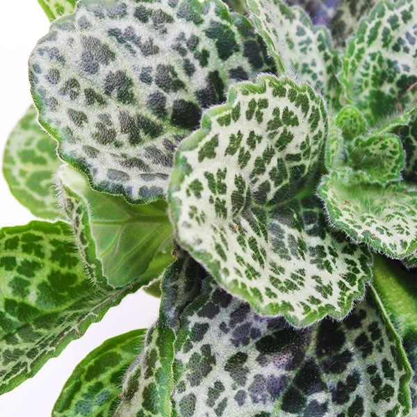Streptocarpus Pretty Turtle