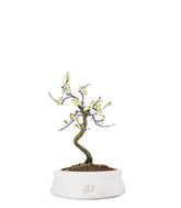 Prunus bonsai Giapponese fiore bianco S