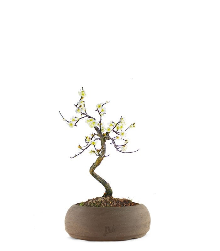 Prunus bonsai Giapponese fiore bianco S