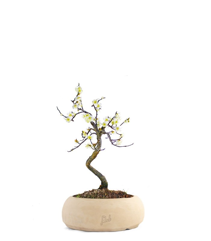 Prunus bonsai Giapponese fiore bianco S