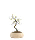 Prunus bonsai Giapponese fiore bianco S