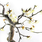 Prunus bonsai Giapponese fiore bianco S