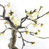Prunus bonsai Giapponese fiore bianco S
