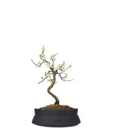 Prunus bonsai Giapponese fiore bianco S
