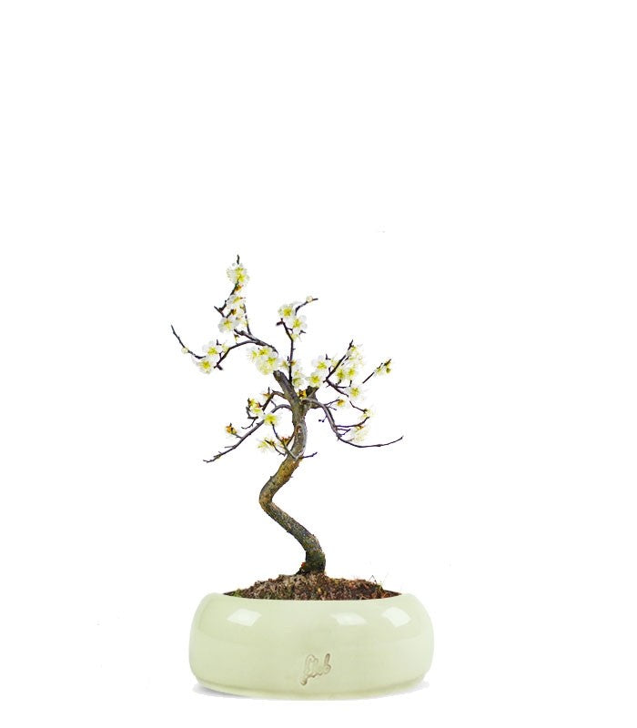 Prunus bonsai Giapponese fiore bianco S