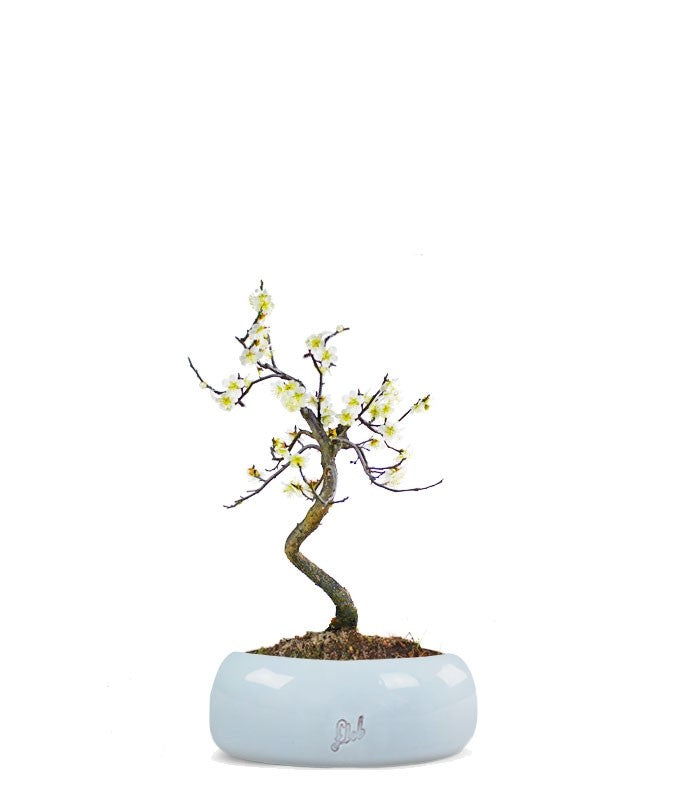 Prunus bonsai Giapponese fiore bianco S