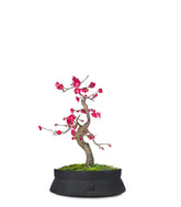 Prunus bonsai Giapponese fiore rosa S