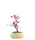Prunus bonsai Giapponese fiore rosa S