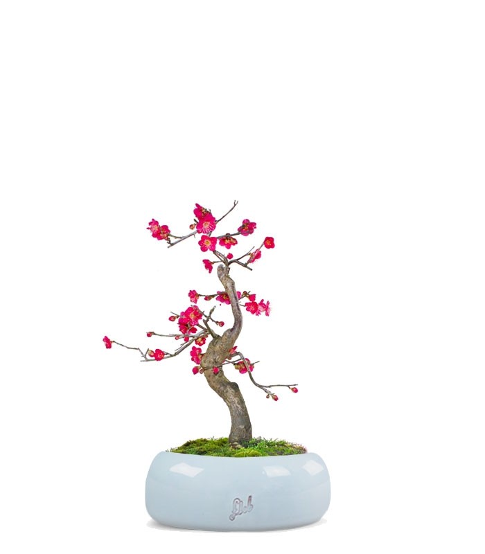 Prunus bonsai Giapponese fiore rosa S