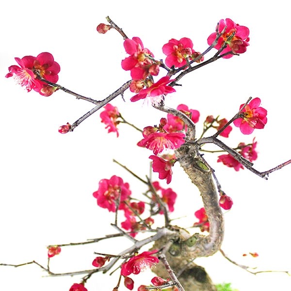 Prunus bonsai Giapponese fiore rosa S