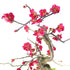Prunus bonsai Giapponese fiore rosa S