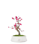 Prunus bonsai Giapponese fiore rosa S
