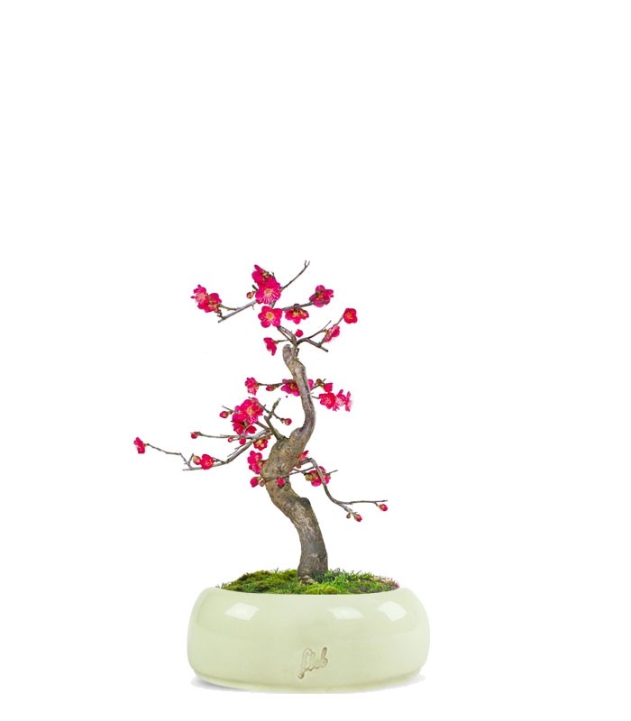 Prunus bonsai Giapponese fiore rosa S