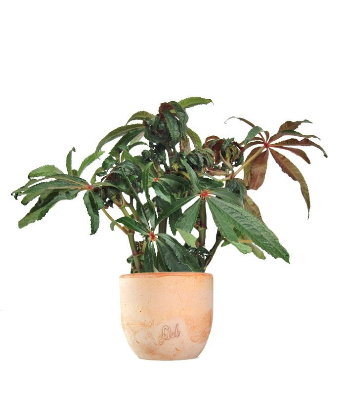 Begonia Luxurians