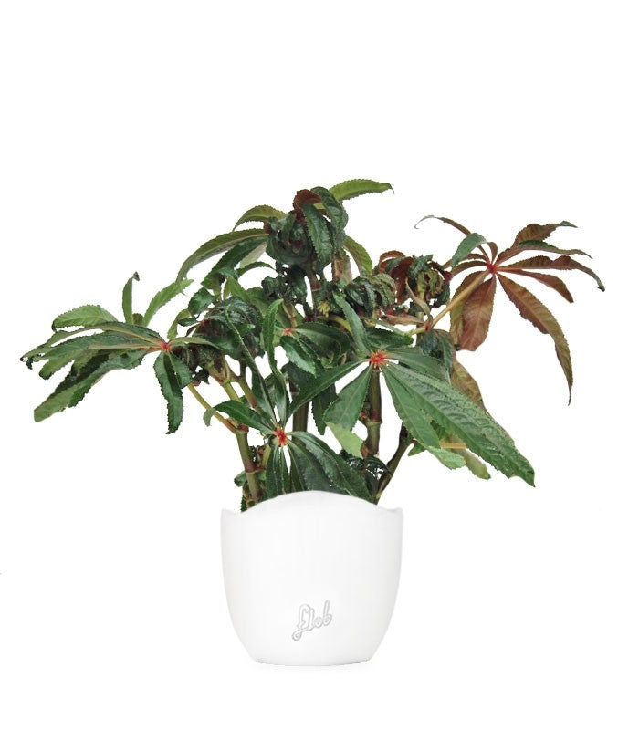 Begonia Luxurians