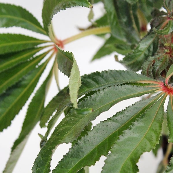Begonia Luxurians