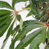 Begonia Luxurians