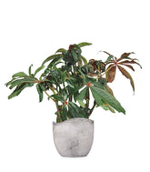 Begonia Luxurians