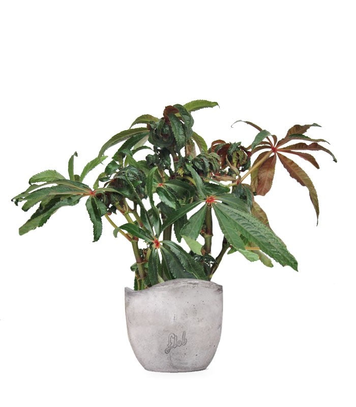 Begonia Luxurians