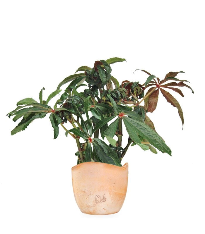 Begonia Luxurians