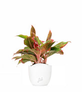 Aglaonema Siam Aurora