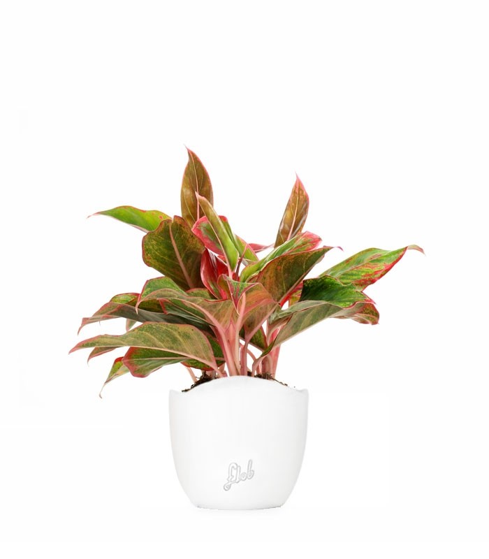 Aglaonema Siam Aurora