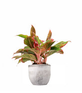 Aglaonema Siam Aurora