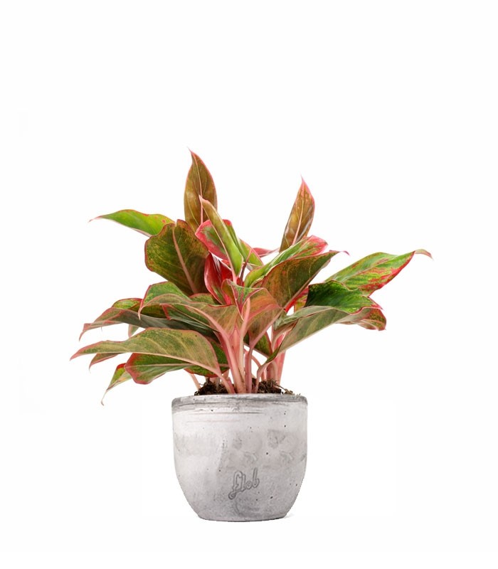 Aglaonema Siam Aurora