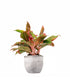 Aglaonema Siam Aurora