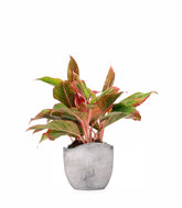 Aglaonema Siam Aurora
