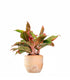Aglaonema Siam Aurora