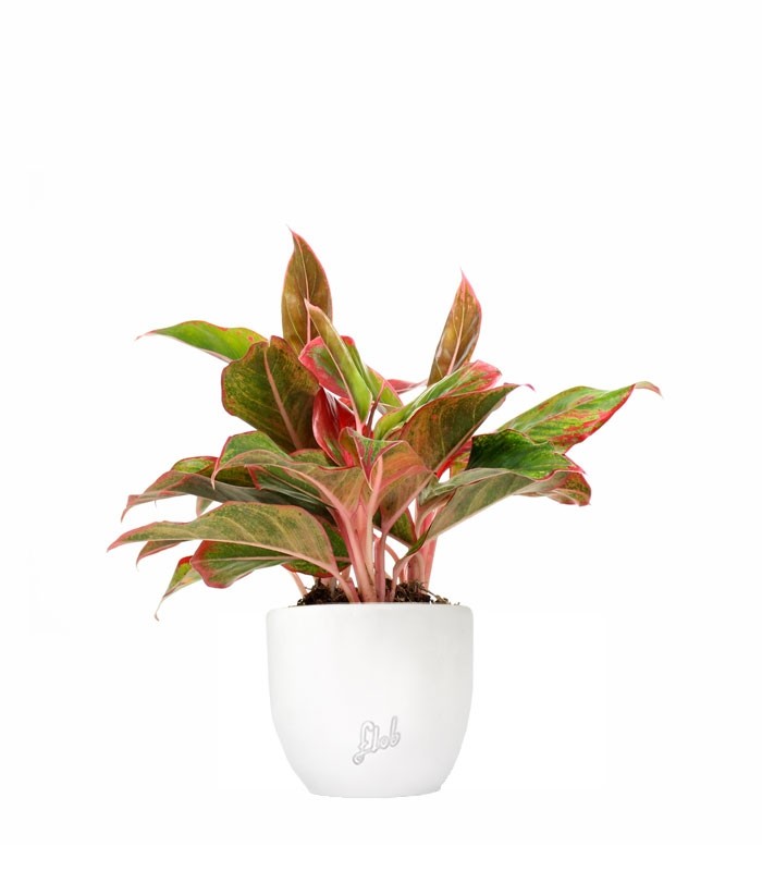 Aglaonema Siam Aurora