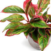 Aglaonema Siam Aurora