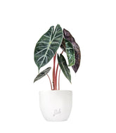 Alocasia Pink Dragon