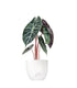 Alocasia Pink Dragon
