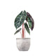 Alocasia Pink Dragon