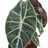 Alocasia Pink Dragon