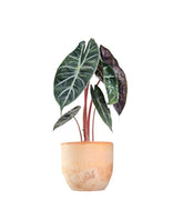 Alocasia Pink Dragon