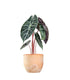 Alocasia Pink Dragon