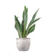 Sansevieria trifasciata "Silver Queen"