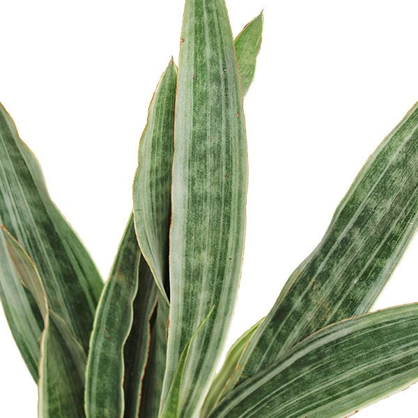 Sansevieria trifasciata "Silver Queen"