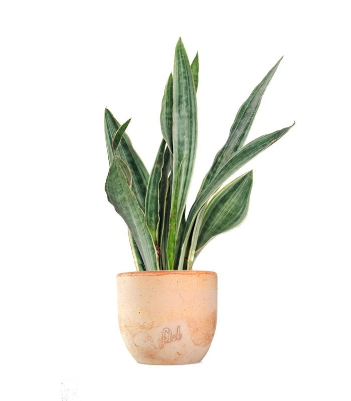 Sansevieria trifasciata "Silver Queen"