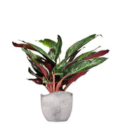 Calathea Stromanthe Sanguinea “Magic Star”