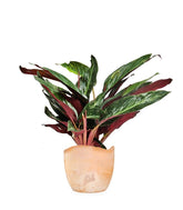 Calathea Stromanthe Sanguinea “Magic Star”