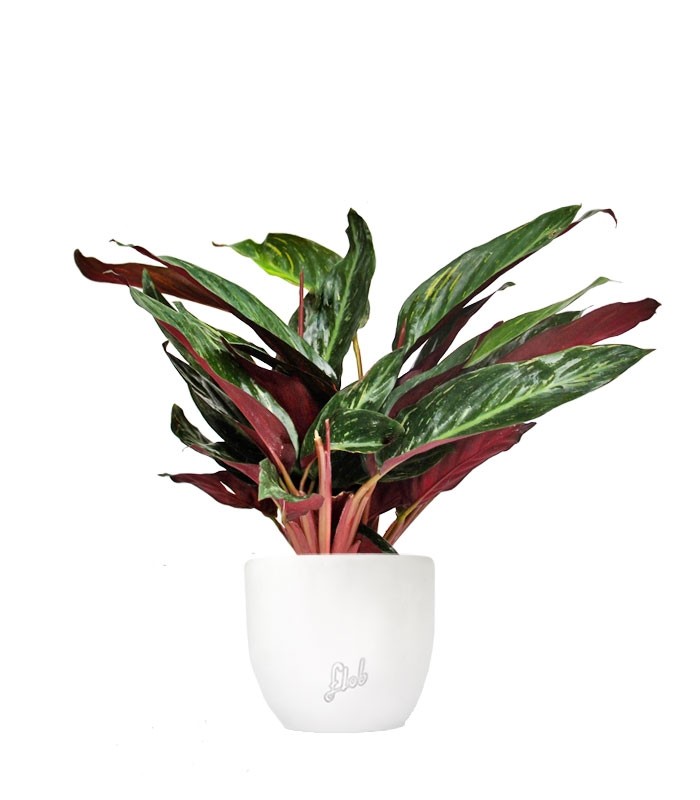 Calathea Stromanthe Sanguinea “Magic Star”
